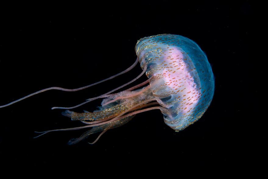 Μωβ Μέδουσες: Πού έχουν εμφανιστεί στην Ελλαδα -  Δείτε τον διαδραστικό χάρτη