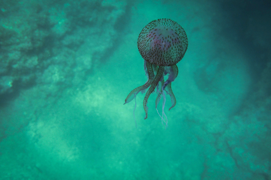 Μωβ Μέδουσες: Πού έχουν εμφανιστεί στην Ελλαδα -  Δείτε τον διαδραστικό χάρτη