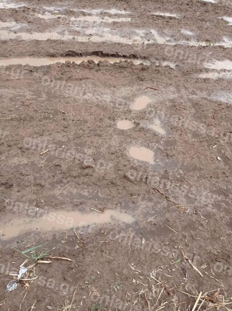 Νεροποντή και χαλάζι κατέστρεψαν τις καλλιέργειες στην επαρχία Φαρσάλων