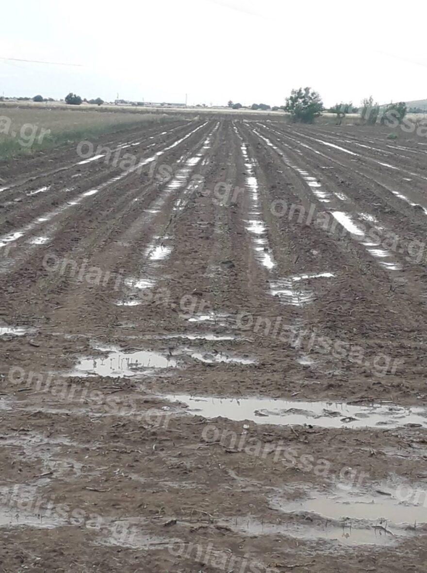 Νεροποντή και χαλάζι κατέστρεψαν τις καλλιέργειες στην επαρχία Φαρσάλων