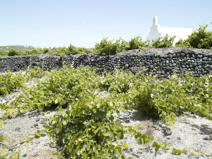 SANTO: Η δύναμη της συλλογικότητας