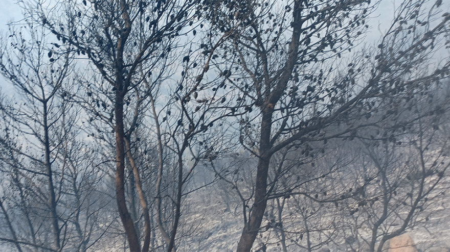 Φωτιά στη Βούλα: Συνεχείς αναζωπυρώσεις, ενισχύονται οι δυνάμεις της πυροσβεστικής