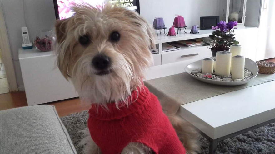 Μυστήριο στην Κοζάνη: Συνταξιούχος εξαφανίστηκε με τον σκύλο του - Άφαντο το αυτοκίνητό του