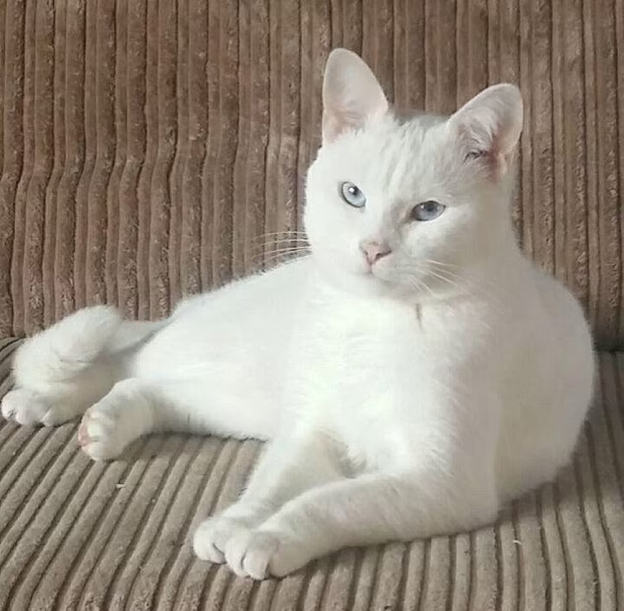 Κακοποίηση ζώου: Οδηγός πατάει γατούλα, βγαίνει από το αυτοκίνητο και γελάει μπροστά στους κηδεμόνες της