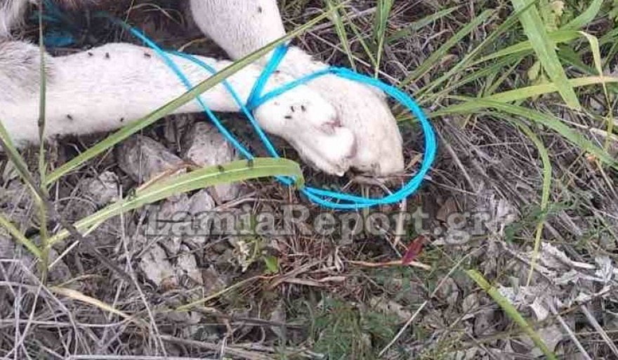 Προσοχή-σκληρές εικόνες: Έπνιξαν σκυλάκι με σπάγκο και το «πέταξαν» στο δρόμο στη Στυλίδα