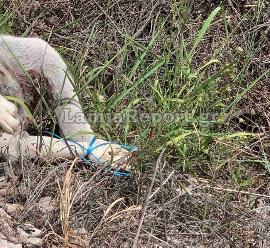 Προσοχή-σκληρές εικόνες: Έπνιξαν σκυλάκι με σπάγκο και το «πέταξαν» στο δρόμο στη Στυλίδα