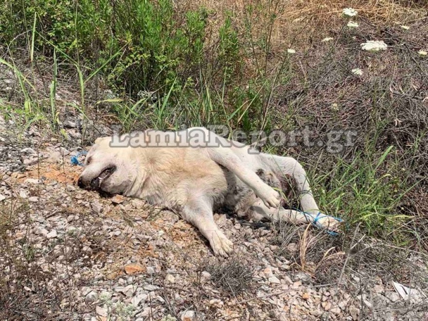 Προσοχή-σκληρές εικόνες: Έπνιξαν σκυλάκι με σπάγκο και το «πέταξαν» στο δρόμο στη Στυλίδα