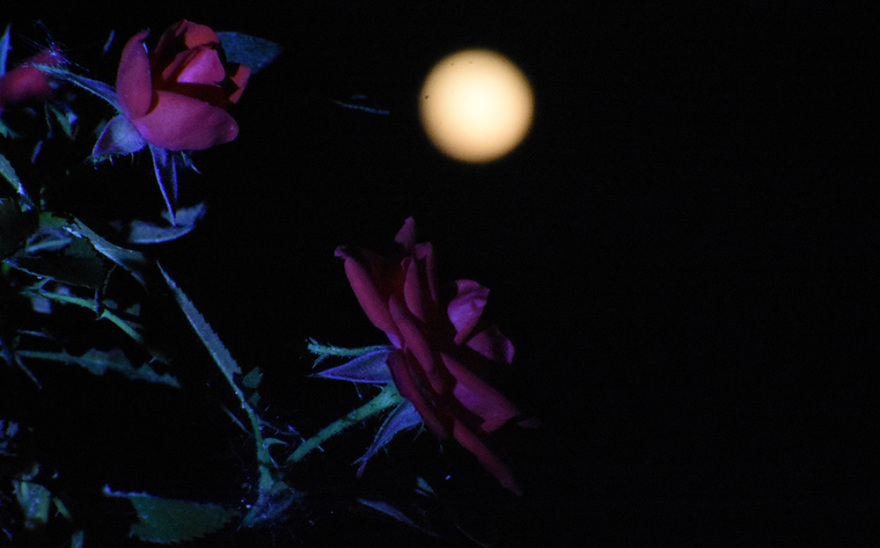 Εντυπωσιακές εικόνες από την «πανσέληνο της φράουλας», την πρώτη του καλοκαιριού