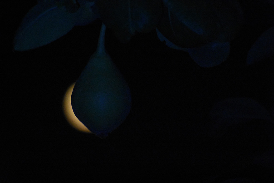 Εντυπωσιακές εικόνες από την «πανσέληνο της φράουλας», την πρώτη του καλοκαιριού