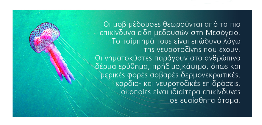 Το χτύπημα της μέδουσας: Σε ποιες παραλίες έχουν στήσει καρτέρι