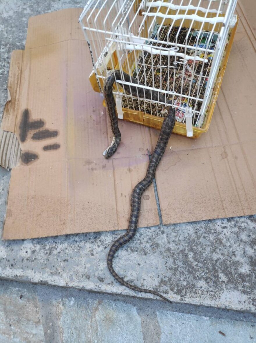 Λάρισα: Φίδι εισέβαλε σε σπίτι και έφαγε το καναρίνι! - Δείτε φωτογραφίες