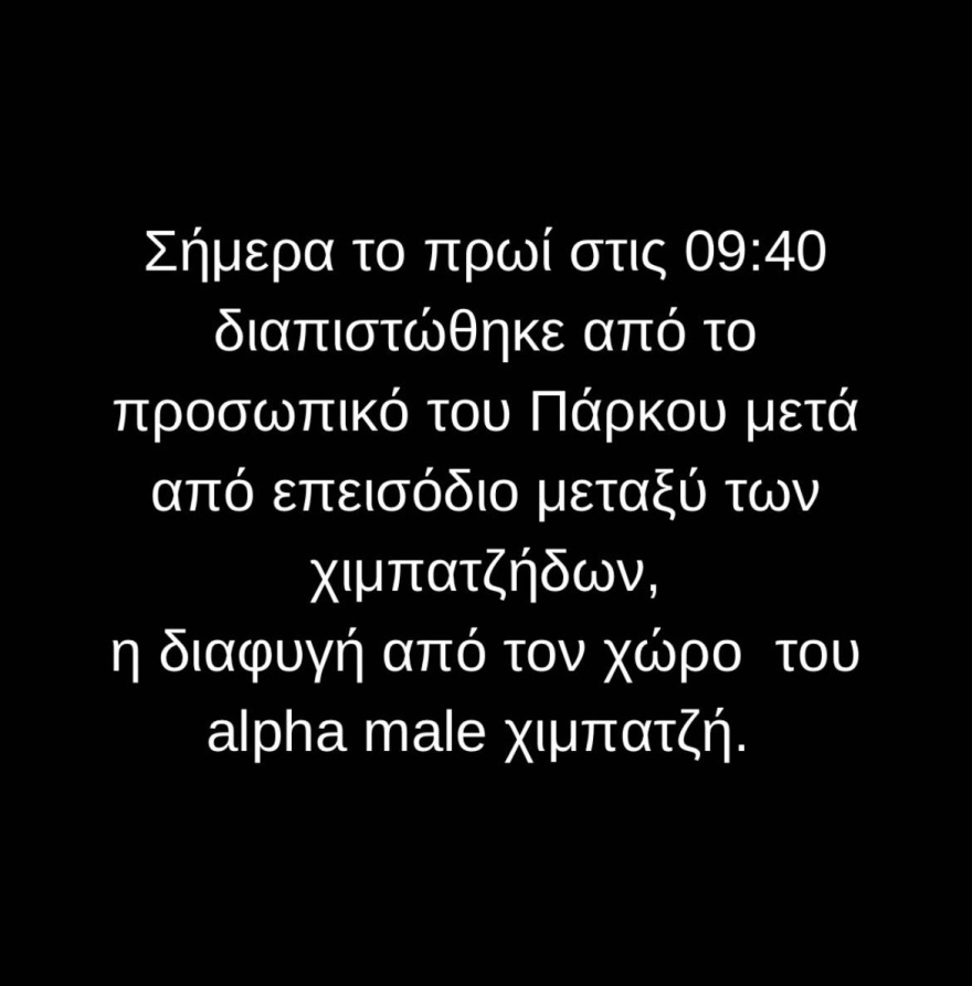 Αττικό Ζωολογικό Πάρκο: Σκότωσαν χιμπατζή που διέφυγε - Σφοδρές αντιδράσεις στο Twitter