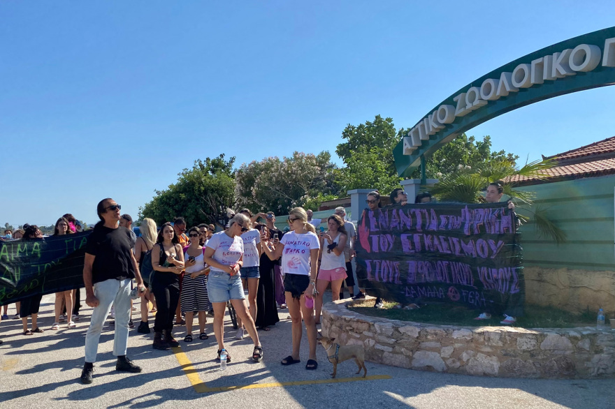 Αττικό Ζωολογικό Πάρκο: Διαμαρτυρία για τη θανάτωση του χιμπατζή - Δείτε βίντεο και φωτογραφίες