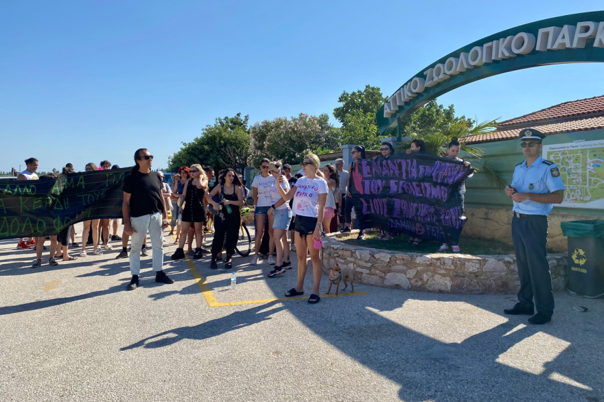 Αττικό Ζωολογικό Πάρκο: Διαμαρτυρία για τη θανάτωση του χιμπατζή - Δείτε βίντεο και φωτογραφίες