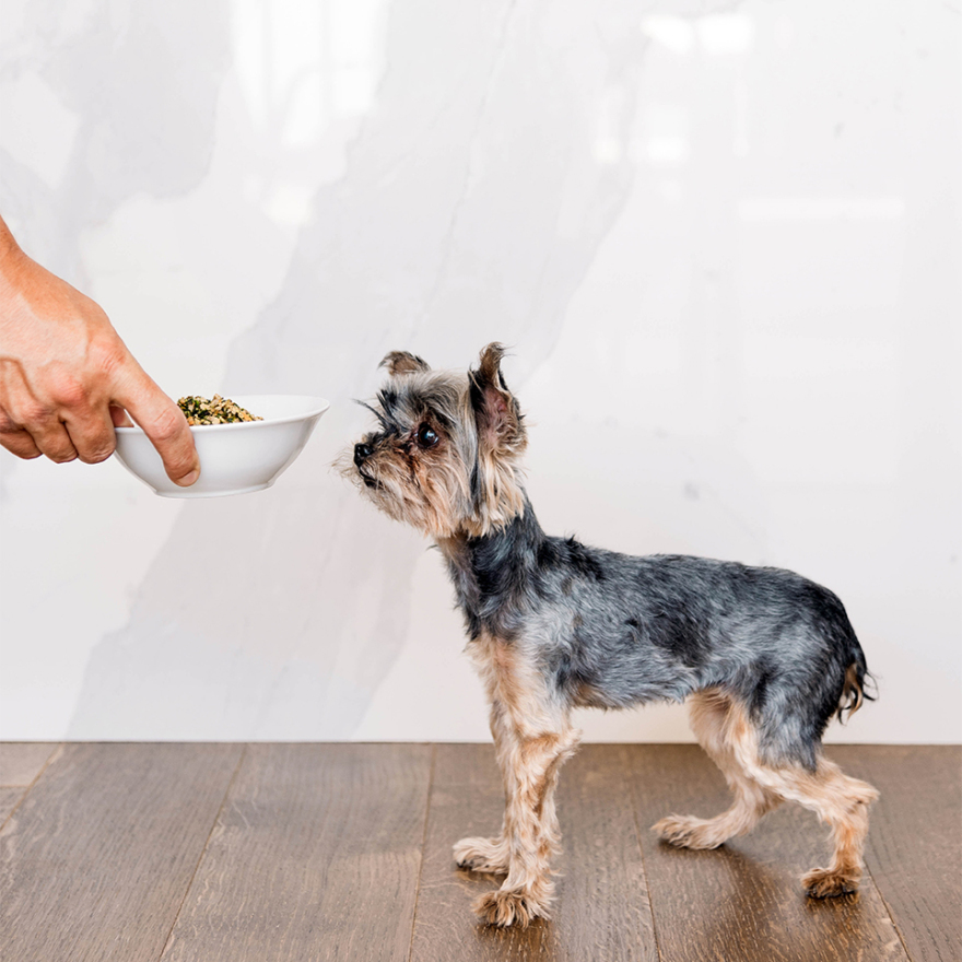 H Chewy μας εξηγεί τί σημαίνει αληθινή φιλία και τί αληθινό φαγητό