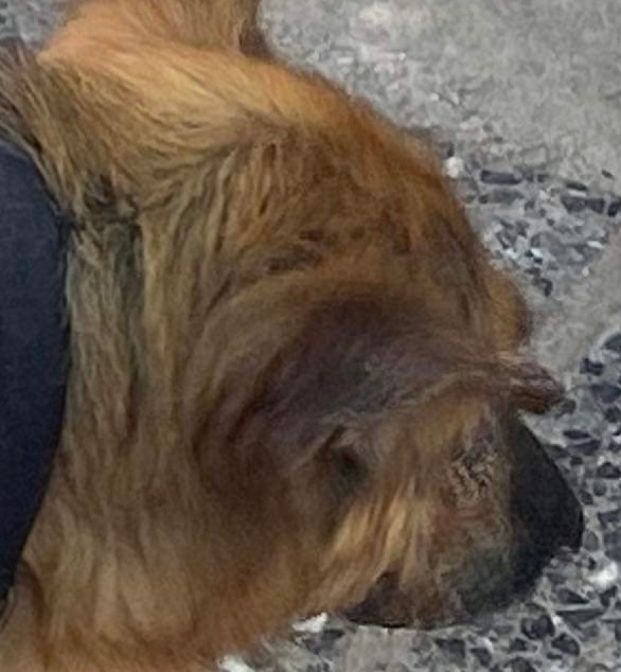 Θεσσαλονίκη: Καταγγελίες για ακατάλληλες συνθήκες και αμέλεια περίθαλψης σε κτηνιατρείο - Τι απαντά ο γιατρός