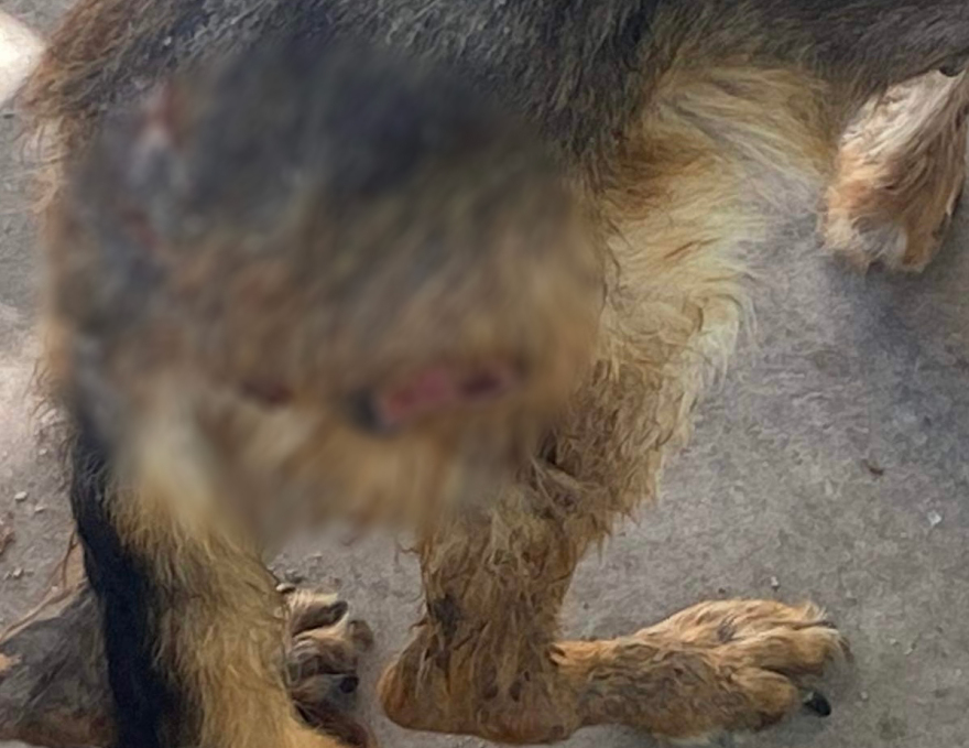 Θεσσαλονίκη: Καταγγελίες για ακατάλληλες συνθήκες και αμέλεια περίθαλψης σε κτηνιατρείο - Τι απαντά ο γιατρός