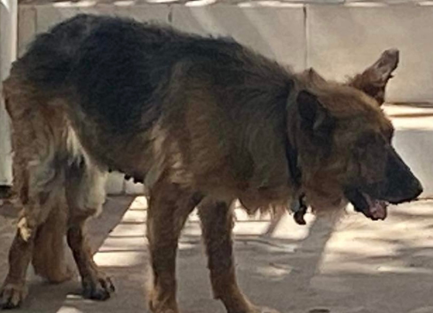 Θεσσαλονίκη: Καταγγελίες για ακατάλληλες συνθήκες και αμέλεια περίθαλψης σε κτηνιατρείο - Τι απαντά ο γιατρός