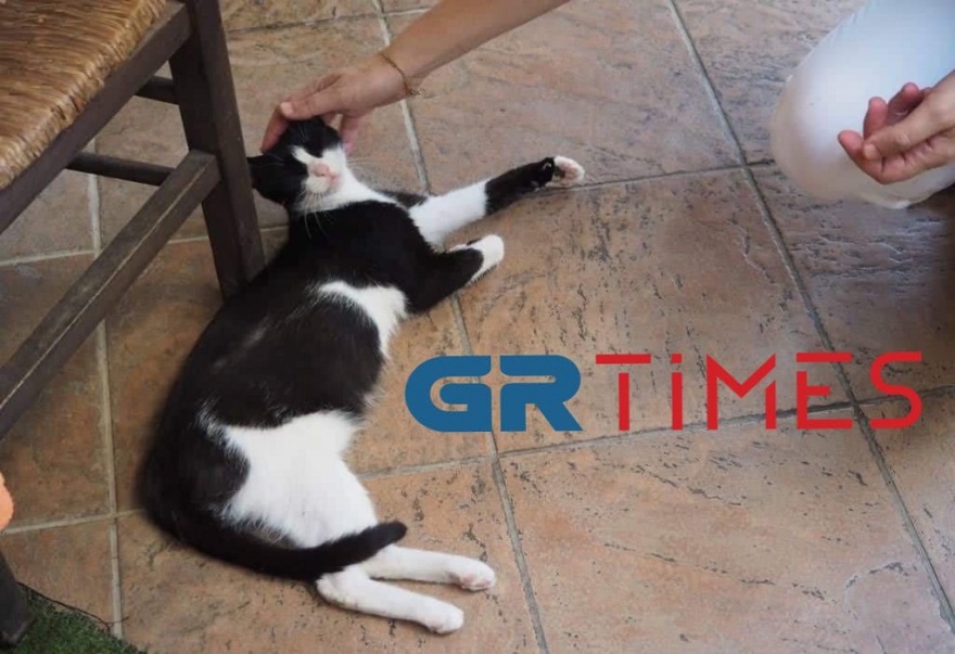 Αιδηψός: Καλά στην υγεία της και μητέρα η γατούλα που κλώτσησε ο 30χρονος αλβανικής καταγωγής 