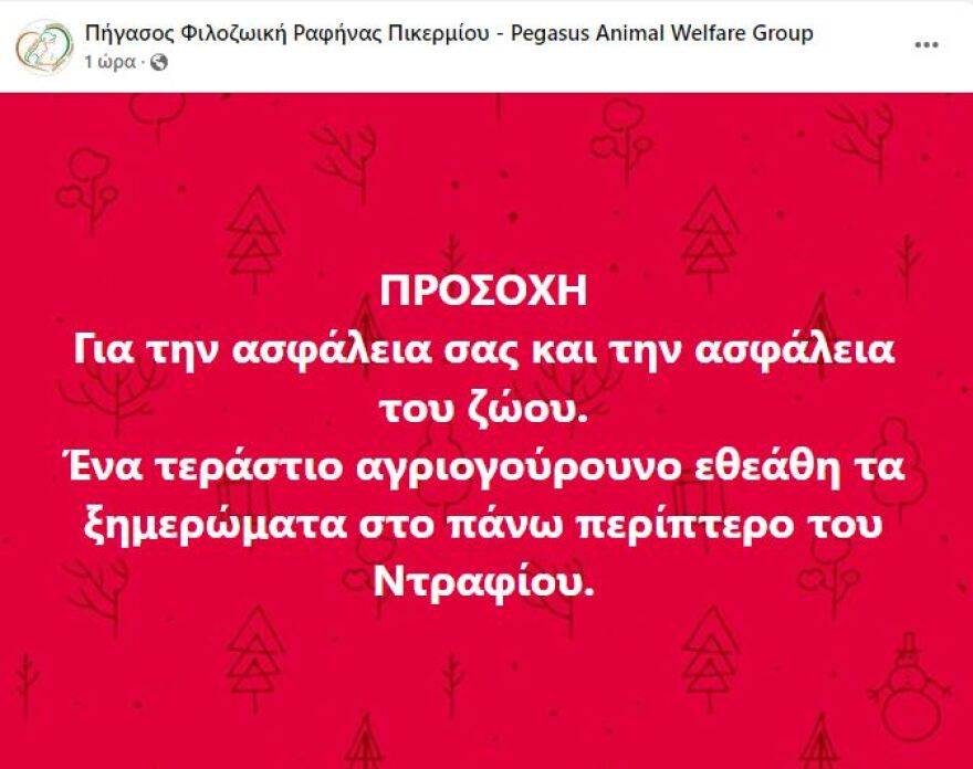 Τεράστιο αγριογούρουνο εμφανίστηκε τα ξημερώματα στο Ντράφι