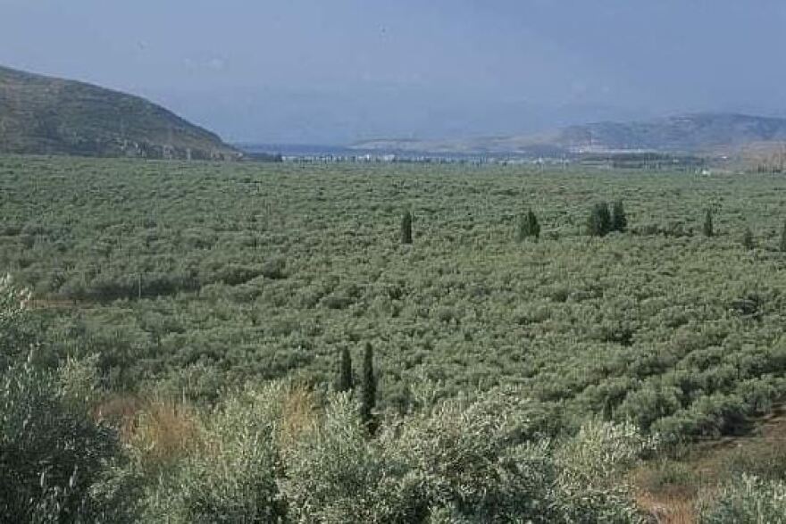 Φωτιά-Άμφισσα: Καταστροφές στον παραδοσιακό ελαιώνα - Έχουν καεί 3.000 στρέμματα 