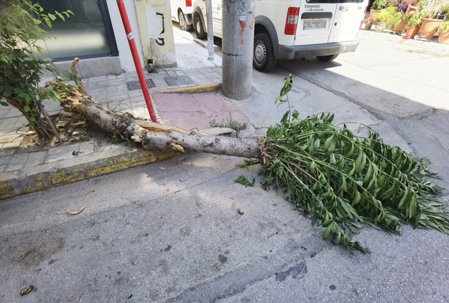 Επεισοδιακή καταδίωξη στο Κερατσίνι - Ξήλωσαν δέντρο, έσπασαν πόρτα σπιτιού και διέφυγαν πεζή