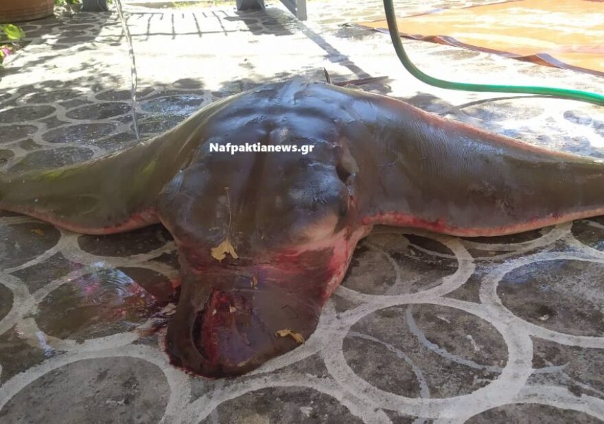 Σαλάχι 120 κιλών έβγαλε με τα δίχτυα του ψαράς στη Ναύπακτο