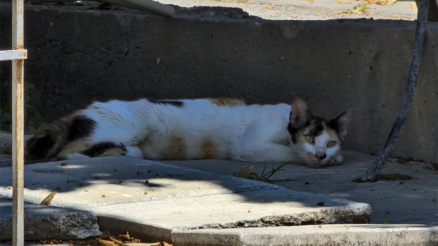  Θεσσαλονίκη: «Δεν έθεσα το παιδί μου σε κίνδυνο, αγαπώ τα ζώα» λέει η 50χρονη με τις 40 γάτες στο σπίτι της