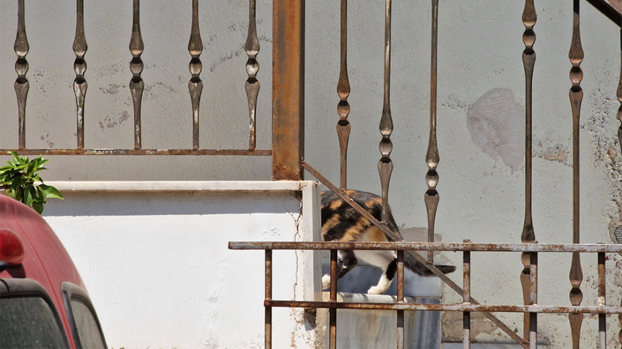  Θεσσαλονίκη: «Δεν έθεσα το παιδί μου σε κίνδυνο, αγαπώ τα ζώα» λέει η 50χρονη με τις 40 γάτες στο σπίτι της