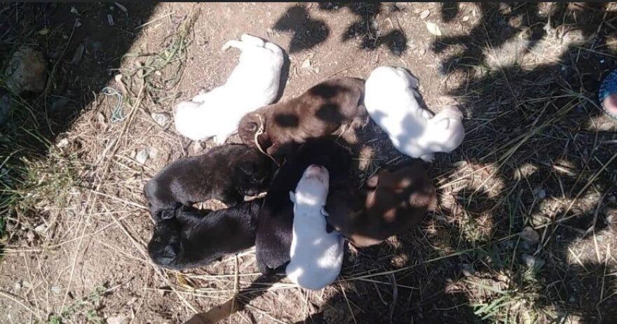 Μαγνησία: Δηλητηρίασαν σκυλίτσα, αφού πρώτα γέννησε τα κουταβάκια της - Δείτε φωτογραφίες