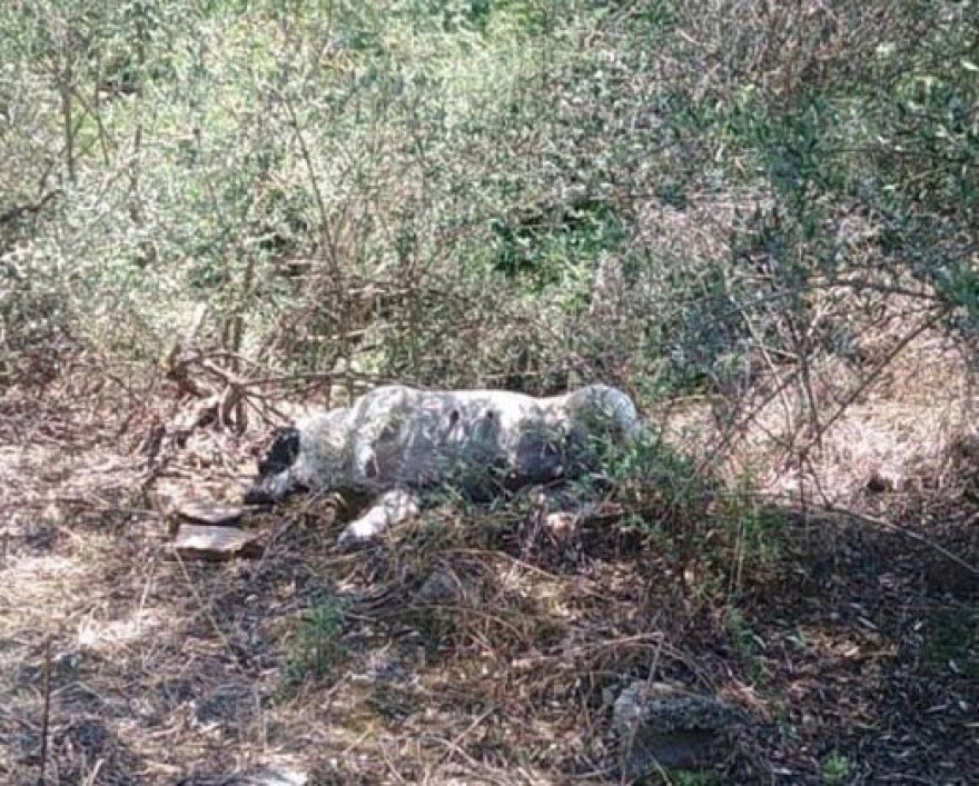 Μαγνησία: Δηλητηρίασαν σκυλίτσα, αφού πρώτα γέννησε τα κουταβάκια της - Δείτε φωτογραφίες