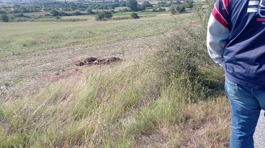 Θρήνος στο Κιλκίς για τους δύο νεκρούς στο τροχαίο με τα αγριογούρουνα - «Ο πόνος είναι βουβός, έχουν μείνει παιδιά ορφανά»