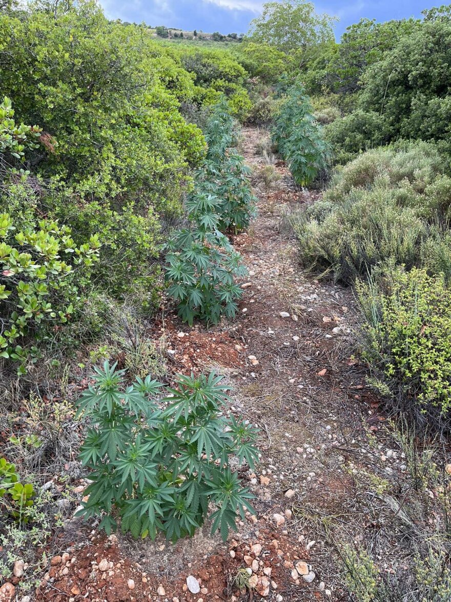 «Δάσος» με 182 χασισόδεντρα σε περιοχή της Κορινθίας