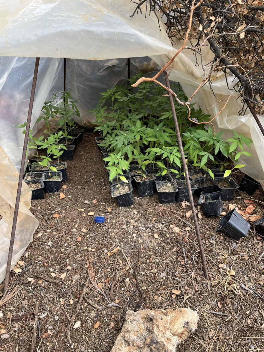 «Δάσος» με 182 χασισόδεντρα σε περιοχή της Κορινθίας