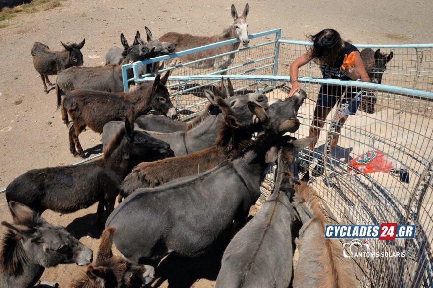 Ίος: Επιχειρηματίας του νησιού φιλοξενεί στο σπίτι της 17 γαϊδούρια - Δείτε φωτογραφίες