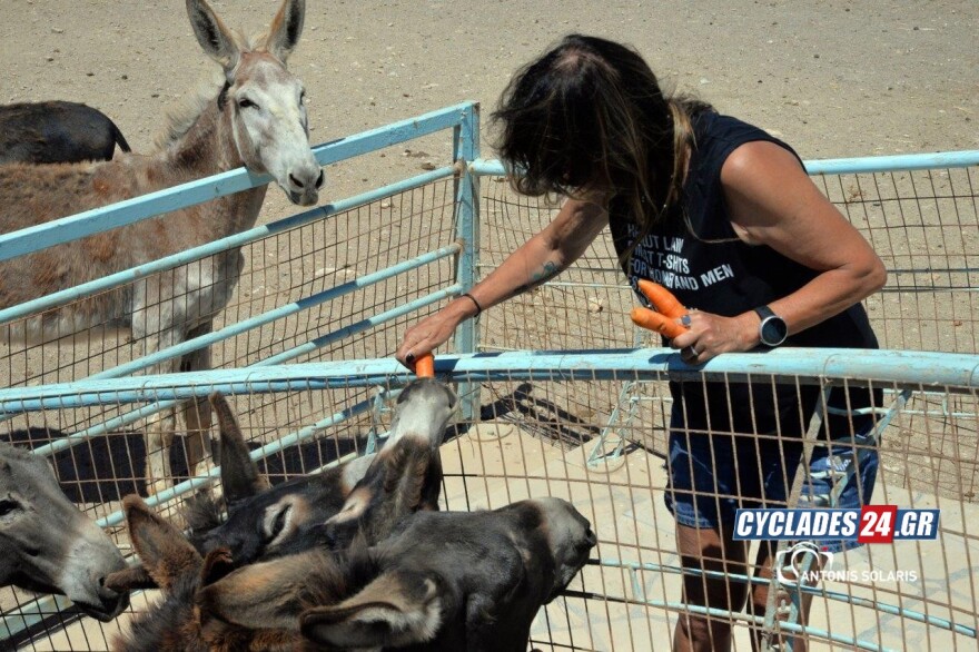 Ίος: Επιχειρηματίας του νησιού φιλοξενεί στο σπίτι της 17 γαϊδούρια - Δείτε φωτογραφίες
