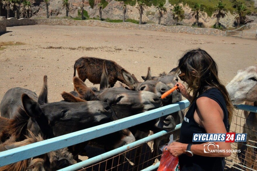Ίος: Επιχειρηματίας του νησιού φιλοξενεί στο σπίτι της 17 γαϊδούρια - Δείτε φωτογραφίες