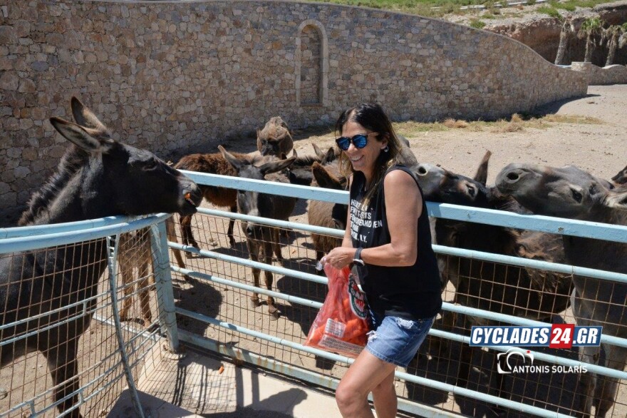 Ίος: Επιχειρηματίας του νησιού φιλοξενεί στο σπίτι της 17 γαϊδούρια - Δείτε φωτογραφίες