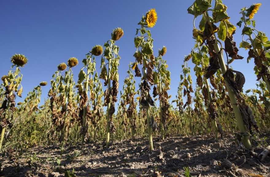 Βίντεο και φωτογραφίες: Η κλιματική αλλαγή χτυπά την Ευρώπη: Ξεράθηκαν τα δάση στη Σλοβενία, στο κόκκινο ξανά ο υδράργυρος