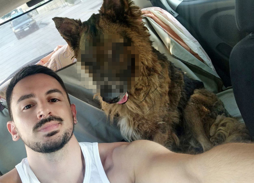 Φωτιά στην Πεντέλη: Με εγκαύματα μεταφέρθηκε σε κλινική το λυκόσκυλο που βρέθηκε αβοήθητο 