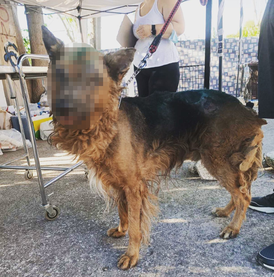 Φωτιά στην Πεντέλη: Με εγκαύματα μεταφέρθηκε σε κλινική το λυκόσκυλο που βρέθηκε αβοήθητο 