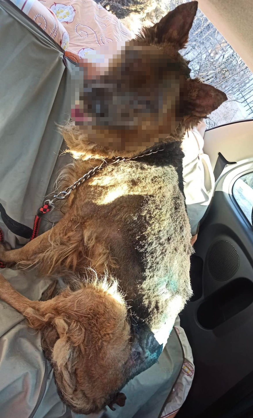 Φωτιά στην Πεντέλη: Με εγκαύματα μεταφέρθηκε σε κλινική το λυκόσκυλο που βρέθηκε αβοήθητο 