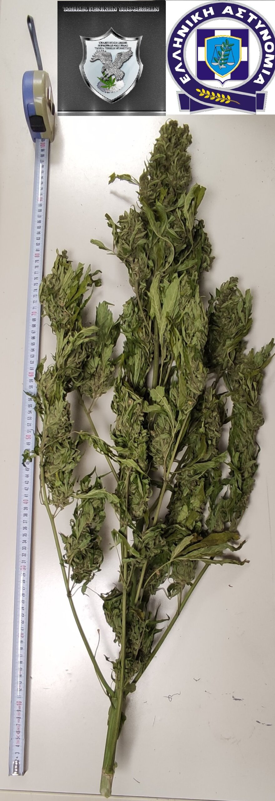 Φωκίδα: Αστυνομικοί εντόπισαν μία καλά οργανωμένη φυτεία με εκατοντάδες δενδρύλλια κάνναβης