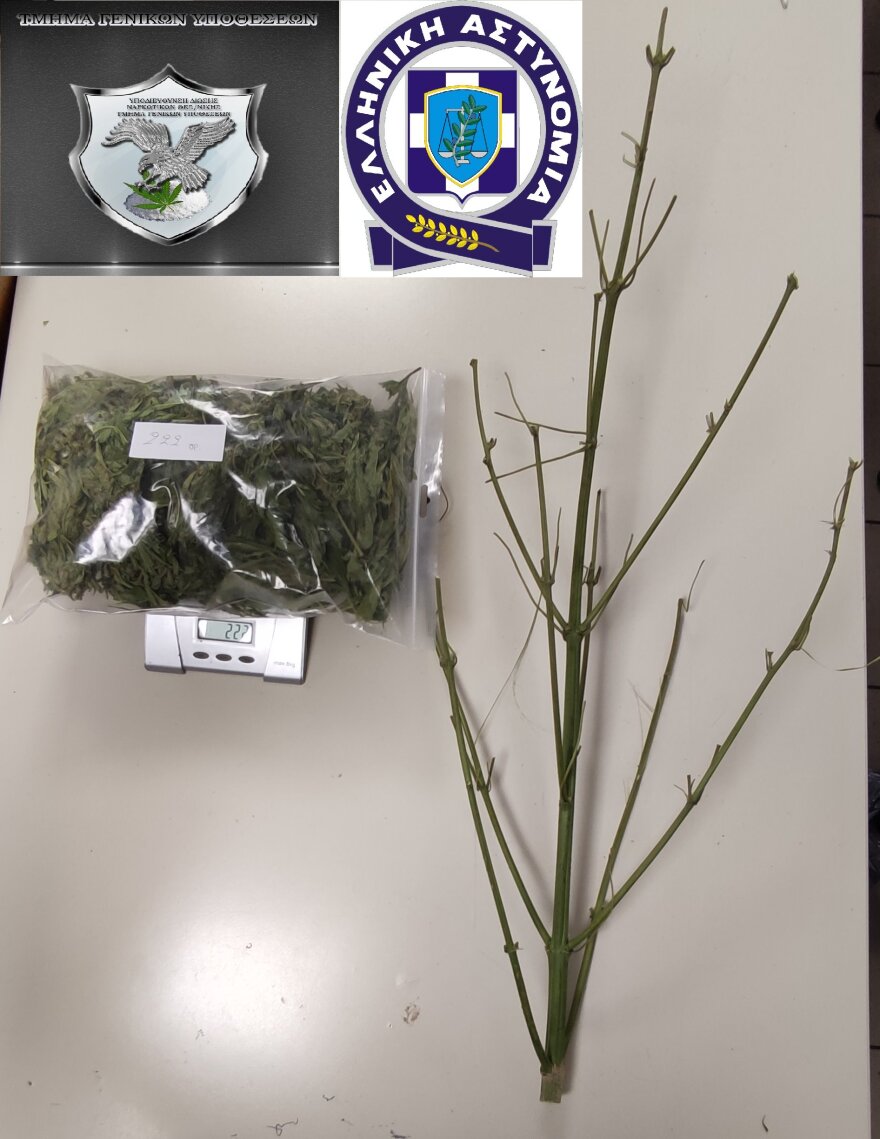 Φωκίδα: Αστυνομικοί εντόπισαν μία καλά οργανωμένη φυτεία με εκατοντάδες δενδρύλλια κάνναβης