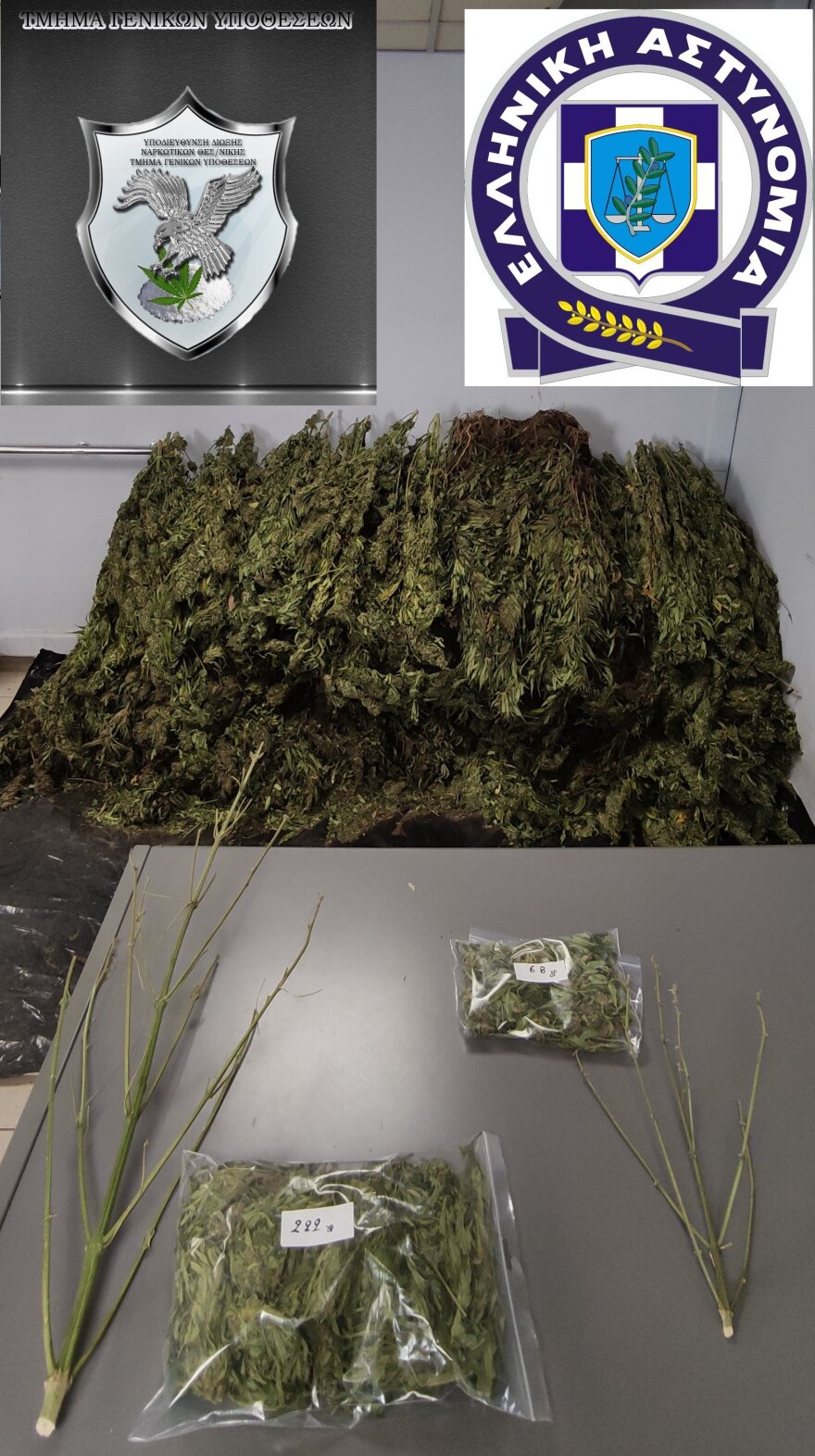 Φωκίδα: Αστυνομικοί εντόπισαν μία καλά οργανωμένη φυτεία με εκατοντάδες δενδρύλλια κάνναβης