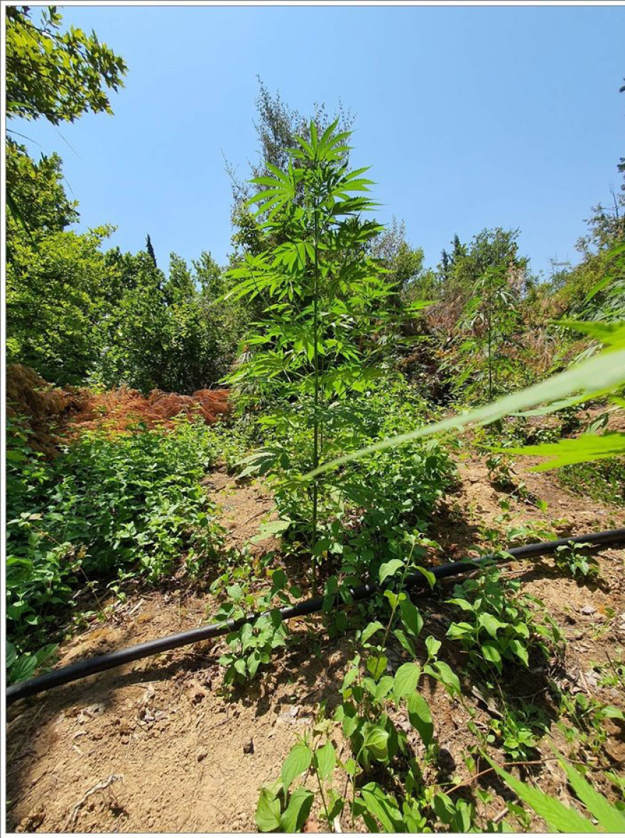 Βρήκαν τους καλλιεργητές φυτείας με 467 δενδρύλλια κάνναβης στη Φθιώτιδα