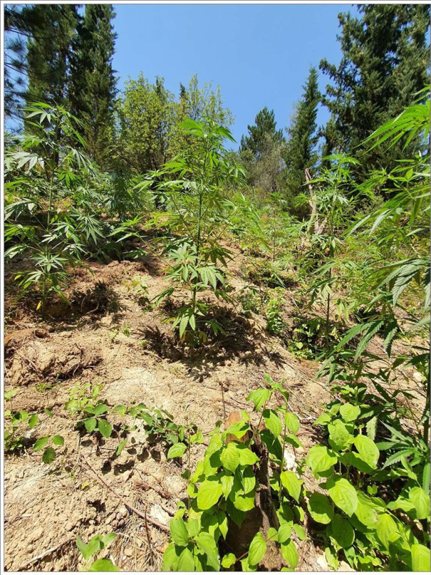 Βρήκαν τους καλλιεργητές φυτείας με 467 δενδρύλλια κάνναβης στη Φθιώτιδα
