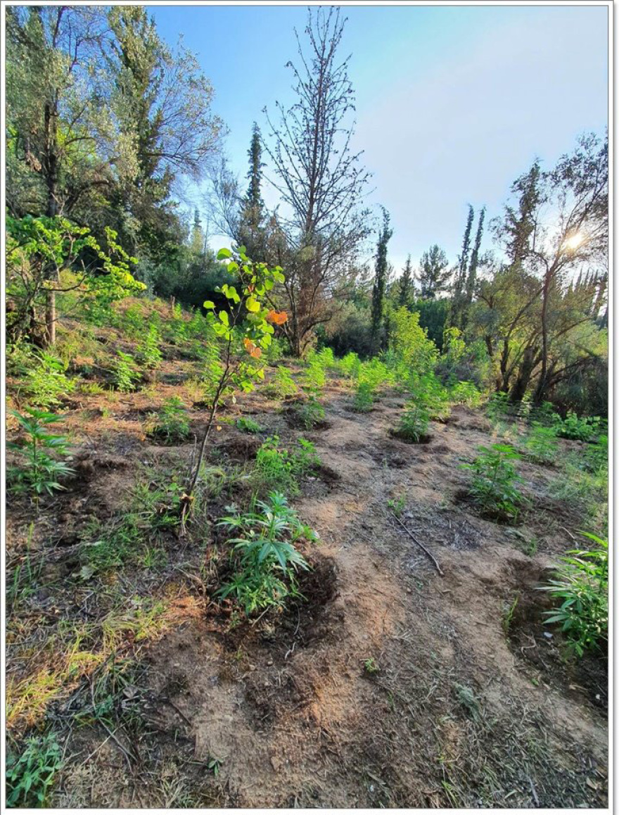 Βρήκαν τους καλλιεργητές φυτείας με 467 δενδρύλλια κάνναβης στη Φθιώτιδα