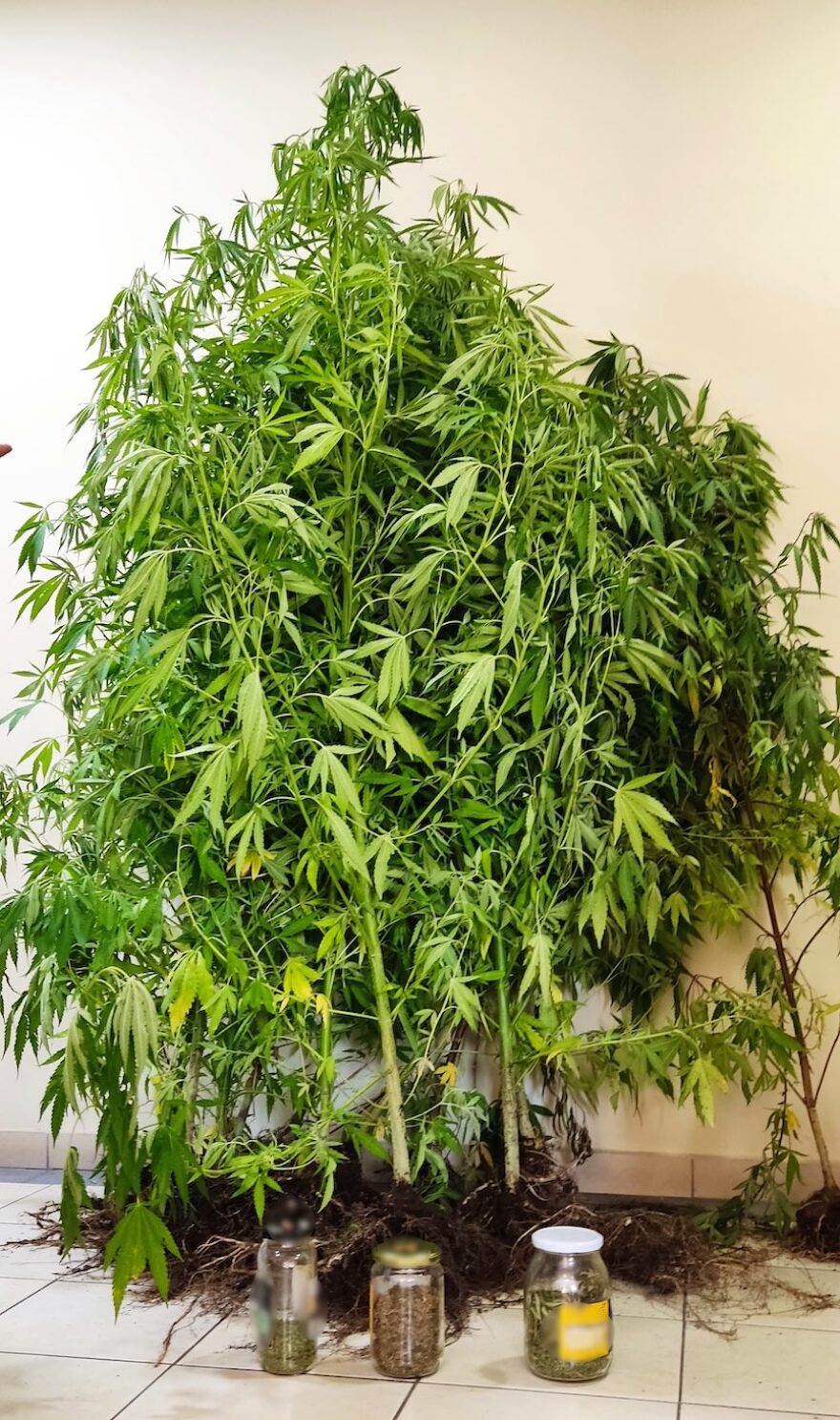 Καλλιεργούσε χασισοφυτεία δίπλα στα γραφεία της Αστυνομίας!