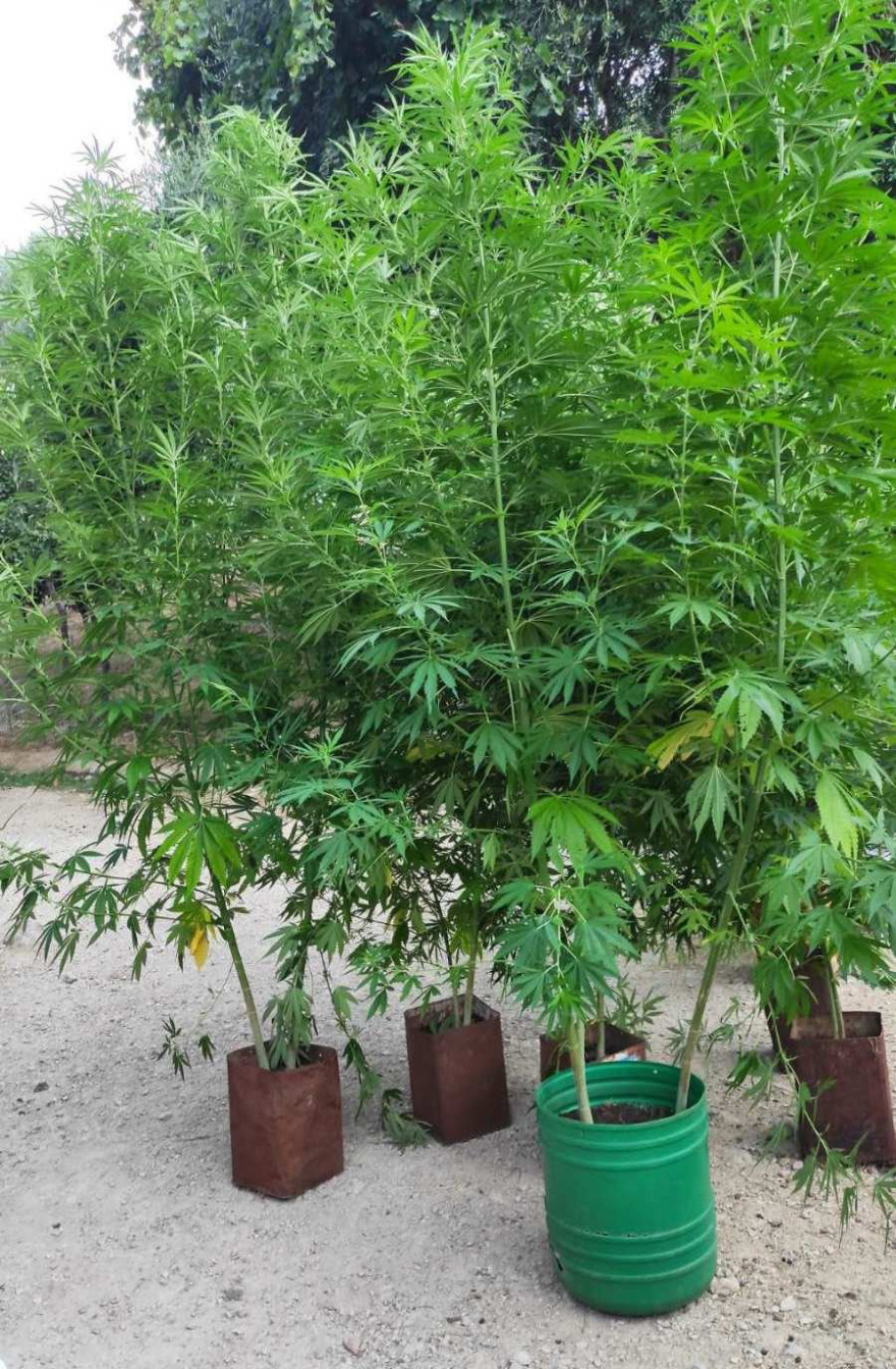 Διπλή φυτεία με 71 χασισόδεντρα εντοπίστηκε στην Πρέβεζα